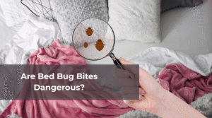 Are Bed Bug Bites Dangerous