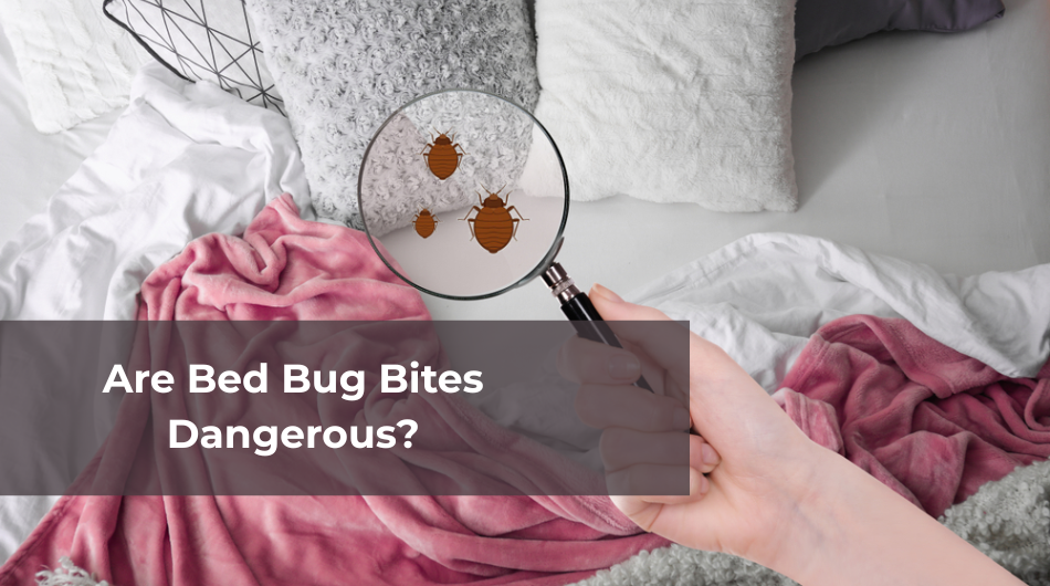 Are Bed Bug Bites Dangerous