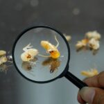 Early Warning Signs Your Home Might Be Under Termite Attack