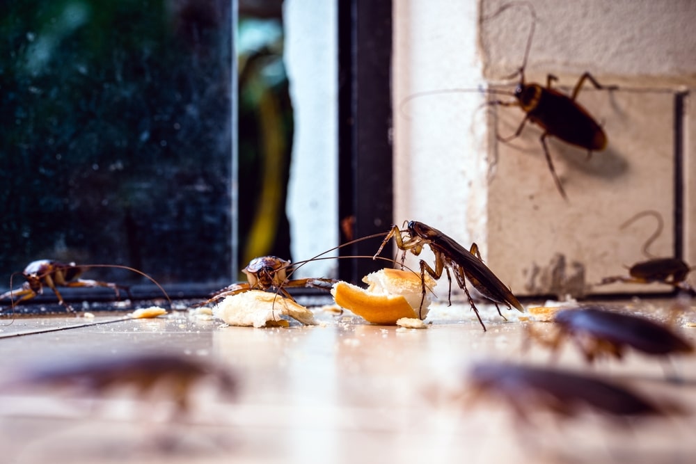 Top 5 Affordable Pest Prevention Methods for Louisville Homeowners